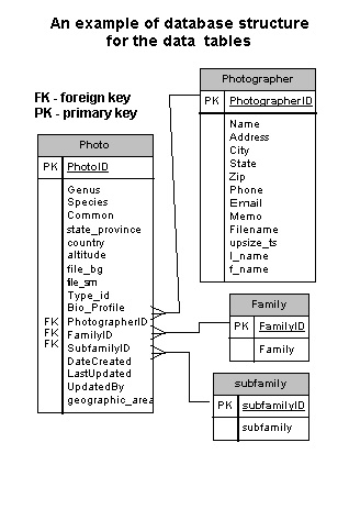 Photo, Photographyer, Family and Sub-Family tables and their fields