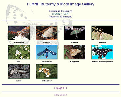 FLMNH Butterfly & Moth Image Gallery Search results