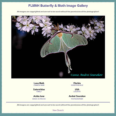 FLMNH Butterfly & Moth Image Gallery, Single specimen image 