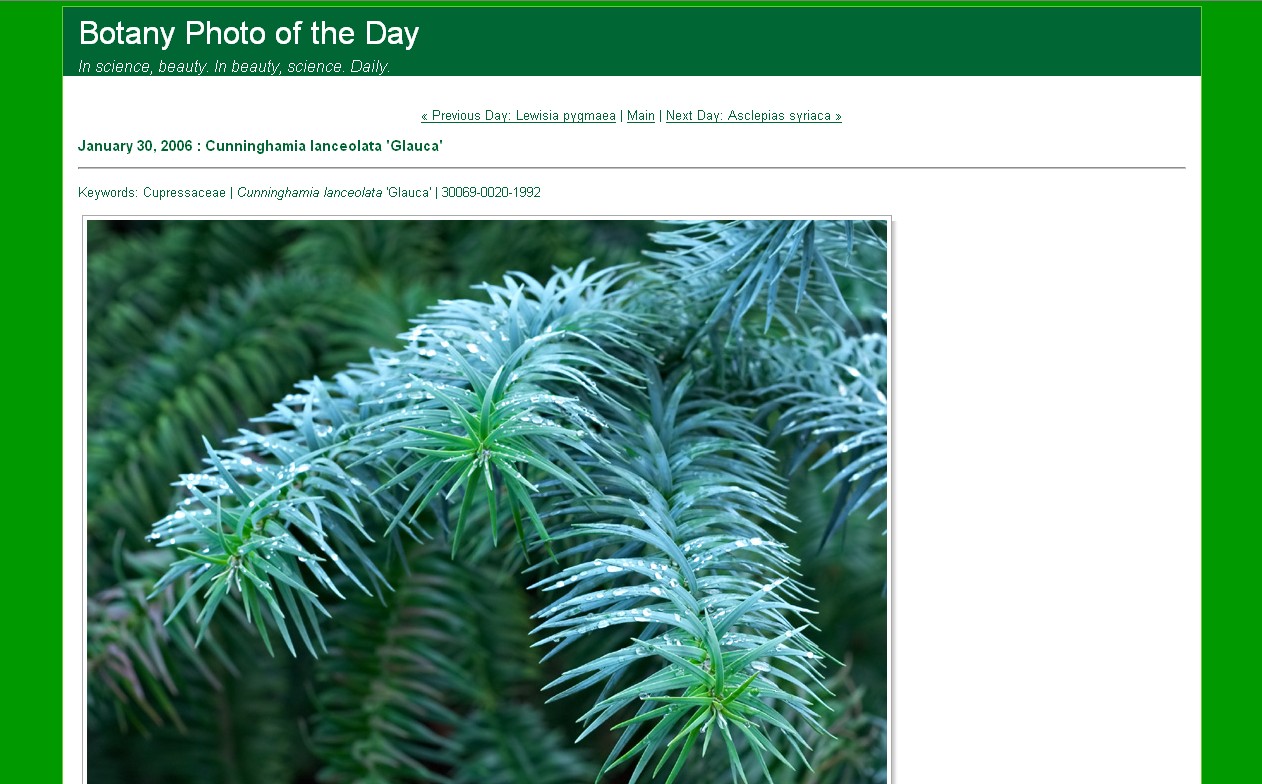 Fig. 3: Botany Photo of the Day example entry page http://www.ubcbotanicalgarden.org/potd/2006/01/cunninghamia_lanceolata_glauca.php