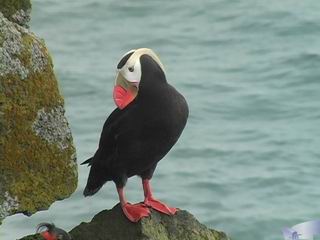 Wild Sea Bird