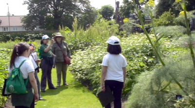 Fig 5: Student posing under fennel plant for scale as another takes a photo.